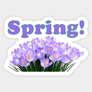 Spring Crocuses Sticker